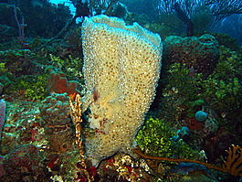 The &ldquo;rhinestone cowboy&rdquo; barrel sponge
