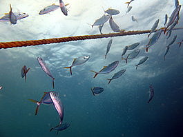 Yellow jack provide entertainment on the descent (Caranx bartholomaei)