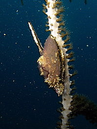 These clams liked to attach themselves to coral