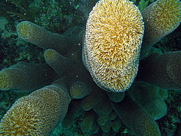 This coral has interesting texture