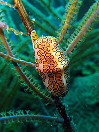 Flamingo tongue (Cyphoma gibbosum)
