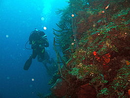 Denise looks for cool little denizens of the reef to photograph