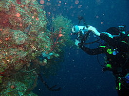 Denise shoots a spotted moray
