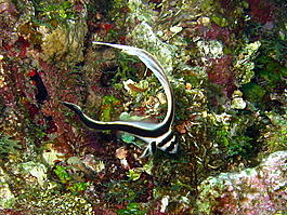 Juvenile spotted drum (Equetus punctatus)