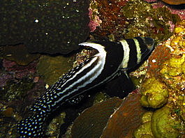 Spotted drum (Equetus punctatus)