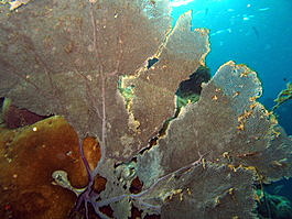 Fan coral
