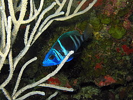 Indigo hamlet (Hypoplectrus indigo)