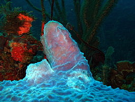 These transparent, iridescent tube sponges seem alien