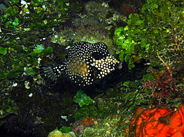 An adult smooth trunkfish&mdash;still silly (Lactophrys triqueter)