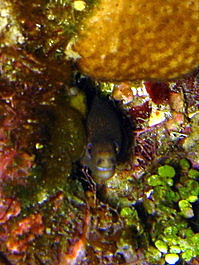 This eel appears to be smiling or laughing at us