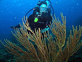 Lori and coral