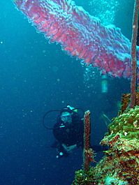 Lori approaches the alien tube sponge with trepidation