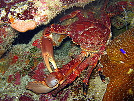 Clinging channel crab (Mithrax spinosissimus)