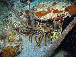 Caribbean spiny lobster (Panulirus argus)