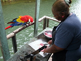 A parrot keeps a watchful eye on the chef..