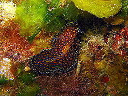 Leopard flatworm (Pseudoceros pardalis)