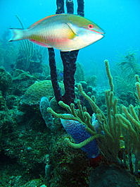 Same shot but the parrotfish has blocked the flash, making the red sponge appear black