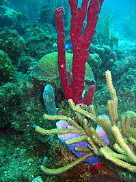 A vibrant rope sponge