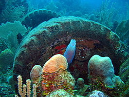 Where to go for spare auto parts in Roatan
