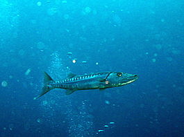 We encountered a barracuda on nearly every dive