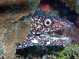The spotted moray