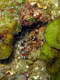 Banded coral shrimp (Stenopus hispidus)