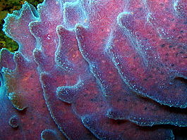 Tube sponge detail