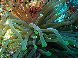 Giant anenome (<i>Condylactis gigantea</i>)