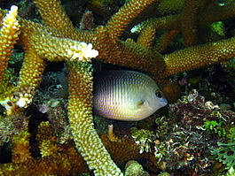 A damselfish in distress