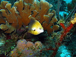 A frisky damselfish is unafraid of divers