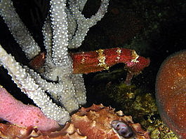 Denise found the elusive longsnout seahorse (which was trying very hard not to be seen)! (Hippocampus reidi)