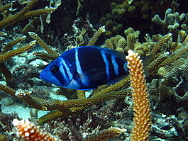 Indigo hamlet (<i>Hypoplectrus indigo</i>)