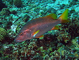 Schoolmaster (Lutjanus apodus)
