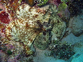 The common octopus adjusts to its new surroundings