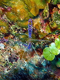 Pederson cleaner shrimp (Periclimenes pedersoni)