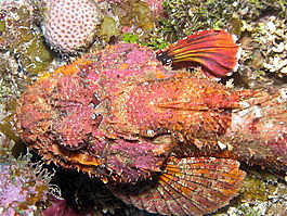 Scorpionfish detail