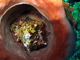 There's sometimes a surprise waiting for you inside the barrel sponges