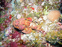A spotted scorpion fish that I did not spot&mdash;but Denise did!