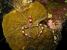 Banded coral shrimp (Stenopus hispidus)