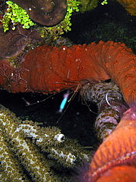 Cute little yellowline arrow crab (Stenorhynchus seticornis)