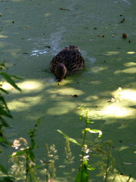 A duck grazes