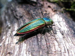A very cool looking beetle (jewel beetle?)
                       painted in colors of iridescent green, blue,
                       red, with bronze legs