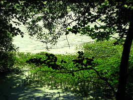 The very green waters of a lake in front
                       of a Zen retreat