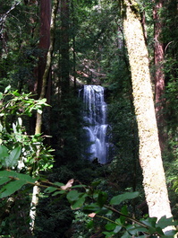 A parting glimpse of Berry Creek Falls