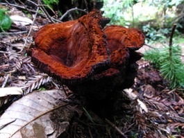 An unidentified, rusty, dusty fungus