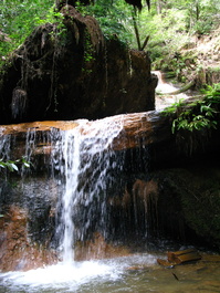 Just below the Golden Cascades, a tree had toppled so that the creek no longer had to go around it