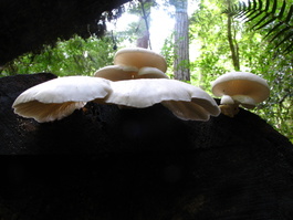 Some pretty cool unidentified mushrooms