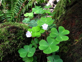 This patch of redwood sorrel was on a moss-covered log (Oxalis oregana)