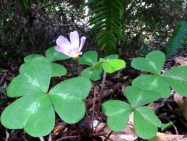 The redwood sorrel were all blooming too (Oxalis oregana)