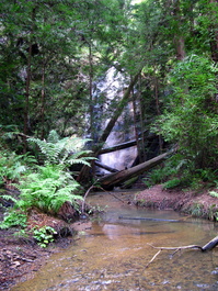 Silver Falls hides behind the trees